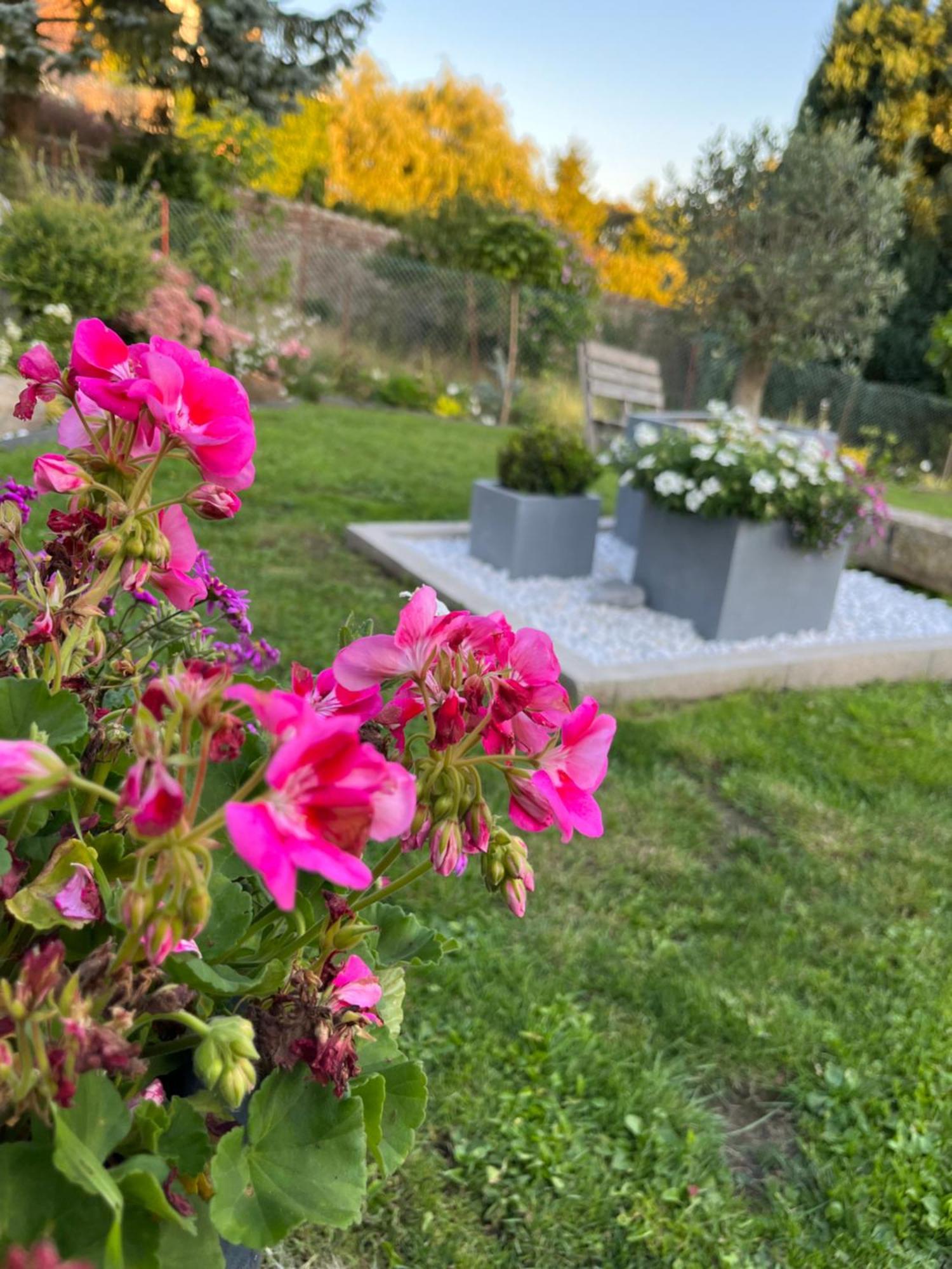 Le Petit Paradis Cassel Extérieur photo